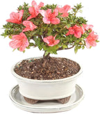 Satsuki Azalea 'Kazan' with White 6" Ceramic Tray