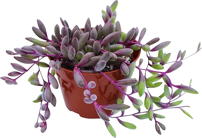Fat Plants San Diego Succulent Plant(s) Fully Rooted in 4 inch Planter Pots with Soil - Real Live Potted Succulents/Unique Indoor Cactus Decor (1, Othonna Capensis)