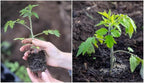 Black Brandywine Tomato Live Plants, 2 Pack, 4-8 Inch Tall Garden Seedlings, Potted Vegetable Plants for Outdoor Patio Growing