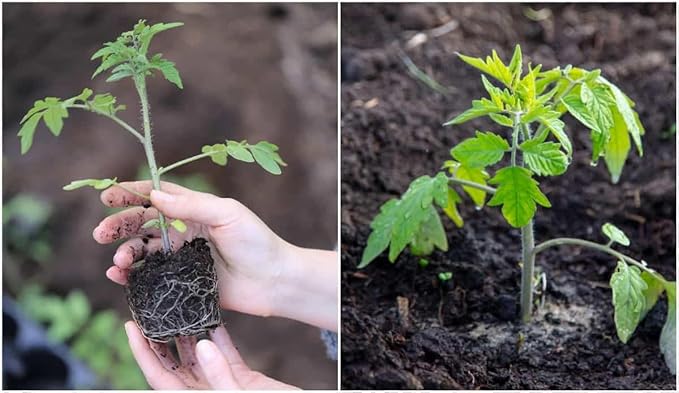 Black Brandywine Tomato Live Plants, 2 Pack, 4-8 Inch Tall Garden Seedlings, Potted Vegetable Plants for Outdoor Patio Growing