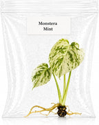 Rare Monstera Mint Tissue Culture, Live Starter Plant, Variegated Plants Live Houseplants, Exotic Live Plants for Indoor Decor, Perfect for Collectors and Beginner Houseplant Lovers