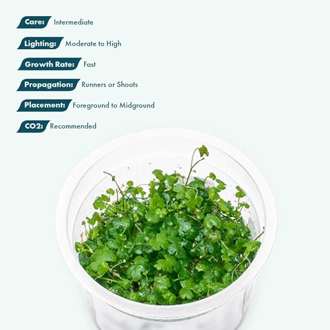 SubstrateSource Live Plant - Hydrocotyle Tripartita 'Japan' Tissue Culture Aquatic Live Aquarium Plant - 100% Snail Free in Vitro Cup (Hydrocotyle Japan)
