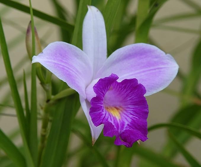 1 Pack Arundina Graminifolia Roots - Bamboo Orchid 2 Roots Each Pack TYR43