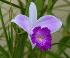 1 Pack Arundina Graminifolia Roots - Bamboo Orchid 2 Roots Each Pack TYR43