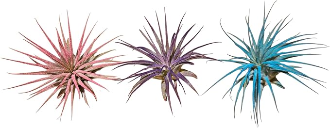 Rainforest Grown 3 Pack Ionantha Air Plants Assorted Sizes Color Pop Enhanced Coloring - Live Tillandsia - 1 to 3 inches Succulents 30 Day Guarantee