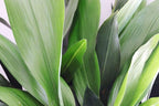 Cast Iron Plant - 3 Live Plants in 6 Inch Pots - Aspidistra Elatior - Beautiful Florist Quality Indoor or Outdoor Plant