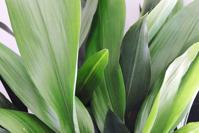 Cast Iron Plant - 5 Live Plants in 6 Inch Pots - Aspidistra Elatior - Beautiful Florist Quality Indoor or Outdoor Plant