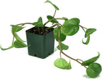 Josh's Frogs 18x18x24 Tree Frog Vivarium Plant Kit