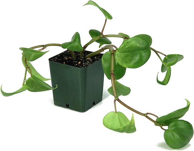 Josh's Frogs 18x18x24 Tree Frog Vivarium Plant Kit