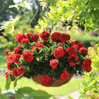 Set 2 Geranium Plants Live, 4-9 Inches Tall, Hardy Flowering Geraniums for Garden or Pots, Fragrant Perennial Blooms (Red Geranium)
