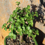 Brussel's Bonsai - Live Dwarf Jade Bonsai Tree in a Grower Bonsai Pot, Indoor Succulent Houseplant, 4 Years Old, 8-12 Inches Tall, Easy Care Plant for Home or Office (Medium, Green)