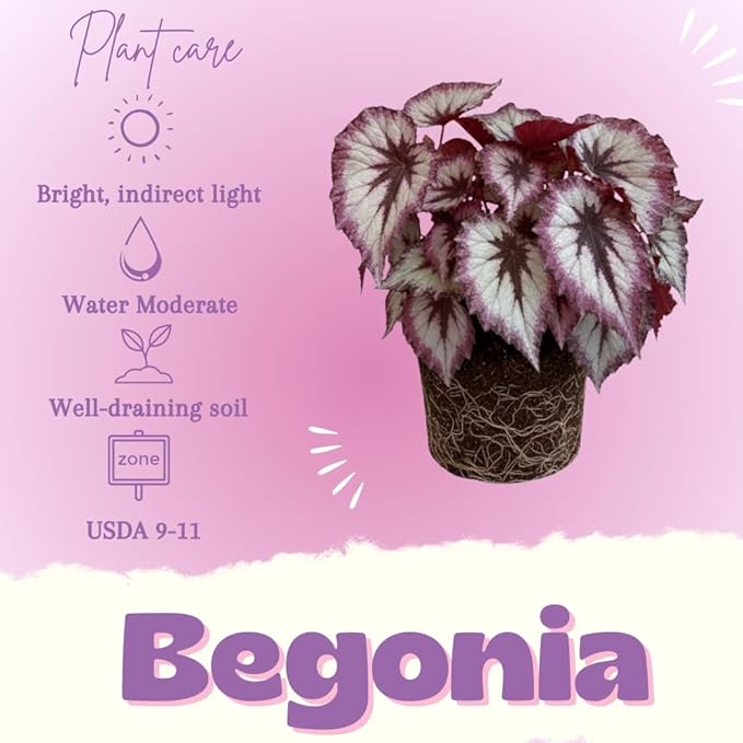 Begonia Live Plant, Begonias Live Plant, Rare Begonias Plants, 5-7 Inches in Height for Indoor Houseplant (Silver Purple Leaves Begonia)