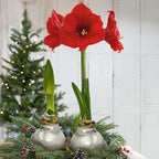 Waxed Amaryllis Bulb 2-Pack – Silver Wax with Red Blooms – Live Holiday Gift Plant, Easy Care, No Watering Needed