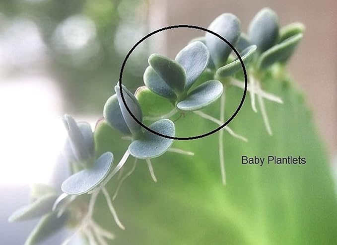 Cozy Garden / 3 Mother of Thousands/Medium Size/Live Plant/Bare Root