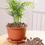 YISZM Clay Pebbles for Plants, 8mm-12mm Expanded LECA Balls Plant Garden Soil, Hydroponic, Aquaponics, Natural Leca Balls for Soil Root Development, Orchid Potting Mix, 5lb