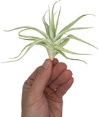 Live Air Plants - Tillandsia Albida 3-5" - 1ct – ragnaroc Live Indoor Plant - Live Arrival Guaranteed - House Plants for Home Decor & Gift