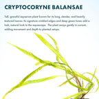 SubstrateSource Cryptocoryne Live Aquarium Plants - Freshwater Plant for Aquariums, Planted Fish Tanks - Beginner Friendly (Balansae, 1 Pot (3-5 Plants))