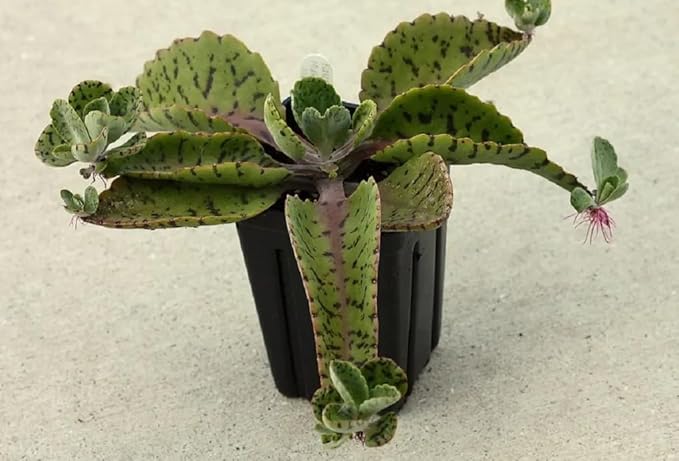 Donkey Ears Kalanchoe gastonis bonnieri Live Plant Rare Succulent Cacti 4" Plant