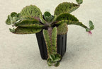 Donkey Ears Kalanchoe gastonis bonnieri Live Plant Rare Succulent Cacti 4" Plant