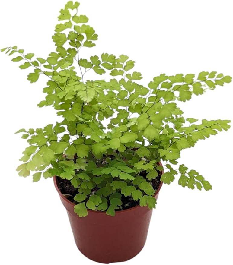 Live Maidenhair Fern Indoor Plant, 4 inch Pot, Delicate Green Foliage