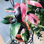 2 Rare Philodendron Live Plants Varieties Collection, Philodendrons Plants Size 5-9 Inc for Indoor Houseplant Décor, Ornamental Tropical Well-Rooted (Pink Princess Philodendron Plants)
