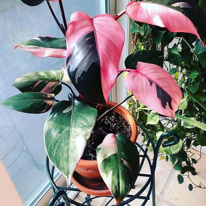 2 Rare Philodendron Live Plants Varieties Collection, Philodendrons Plants Size 5-9 Inc for Indoor Houseplant Décor, Ornamental Tropical Well-Rooted (Pink Princess Philodendron Plants)