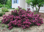 Proven Winners - Weigela florida Spilled Wine (Weigela) Shrub, pink flowers, #3 - Size Container