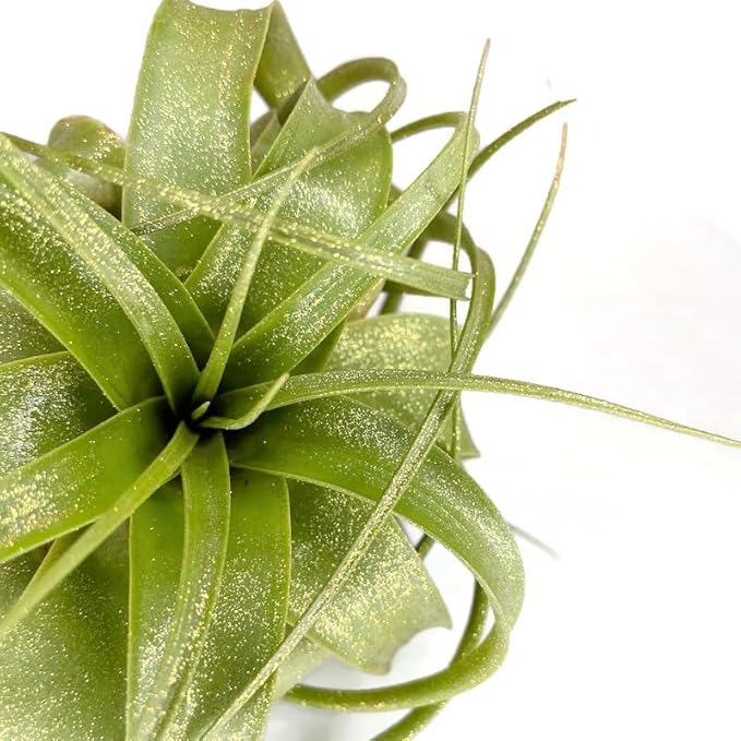 XL Xerographica Colored Air Plant, Live Tillandsia House Plant, Easy Care Indoor Outdoor, Great Gift, Healthy Arrival Guaranteed (Sparkle)