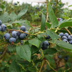 Blueberry Plant Jewel Live for Sale (4 Pack) | Easy to Grow Plants | Edible Fruit Plant for Sustainable Living | Grow Your own Food on Your Edible Organic Garden| Live for Planting| No Seeds
