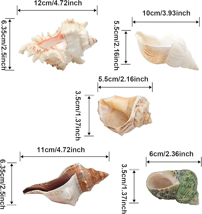 5 Pack Conch Sea Shell Air Plant Holder Natural Conch Plant Pots Holder Decorative Cute Tillandsia Succulent Display Container Table Centerpiece for Home Garden Decoration