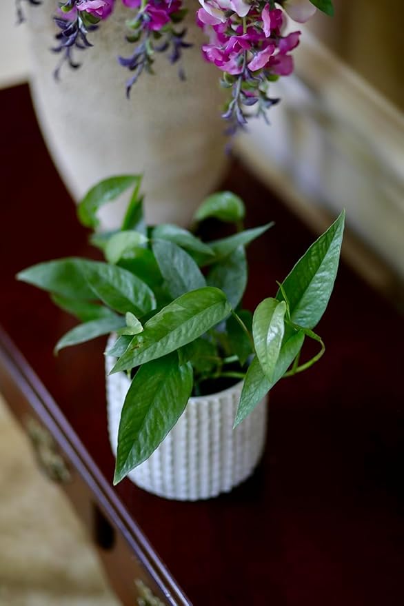 PLANTVERS Cebu Blue Pothos Epipremnum Pinnatum in 4" Nursery Pot | Vining Plant | Lowlight Indoor Plant | Office Plant | Air Purifying Trailing Plants