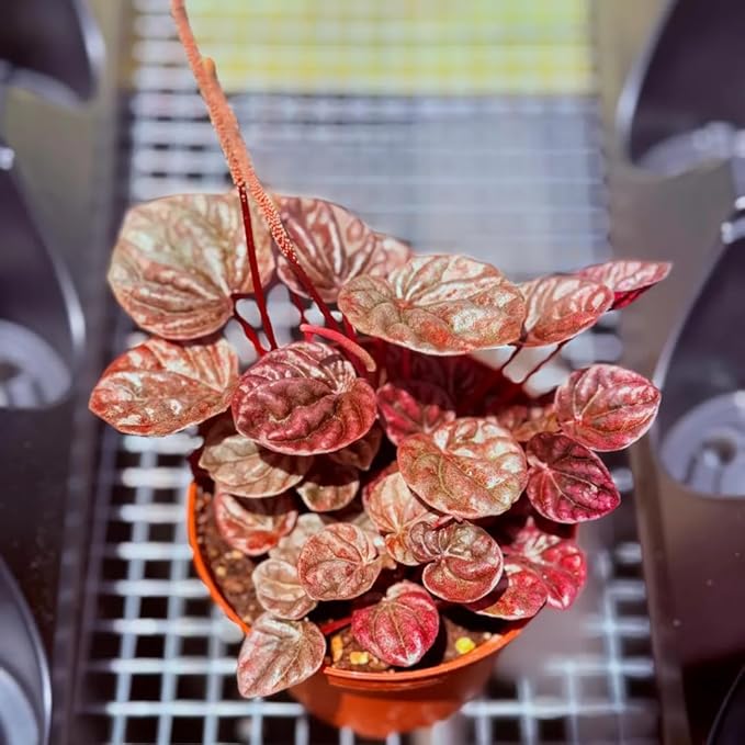 Peperomia Schumi Red Live Plant, Pet-Safe Metallic Red Houseplant in 3-Inch Grower Pot, Beginner-Friendly Flowering Indoor Tropical Plant for Home and Office Decor