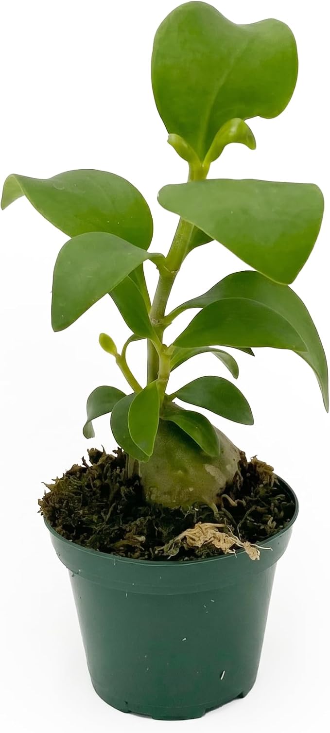 Live Hydnophytum papuanum Plant - 'Ant Plant' - ragnaroc Tropical Plant 6-12" Tall - 2ct - Live Arrival Guaranteed - House Plants for Home Décor & Gift