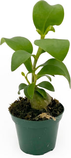 Live Hydnophytum papuanum Plant - 'Ant Plant' - ragnaroc Tropical Plant 6-12" Tall - 4ct - Live Arrival Guaranteed - House Plants for Home Décor & Gift