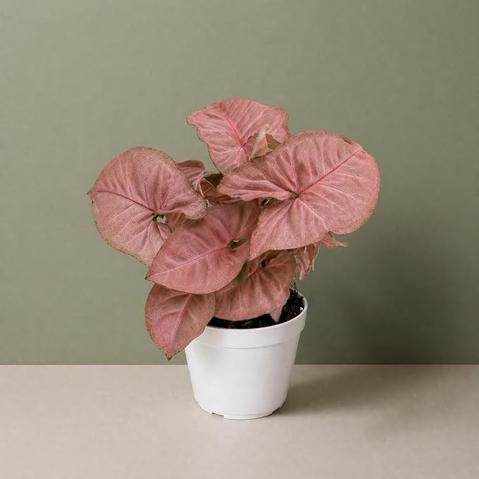 Syngonium Strawberry Live Plant, Pink Syngonium Indoor Plant, Live Houseplant, Easy Care Low Maintenance Plant, Indoor Plants for Home Decor and Room Decor