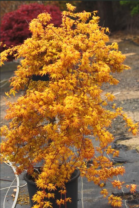 Golden Falls Japanese Maple Tree – Rare Cascading Variety – Brilliant Golden Foliage – Perfect for Landscape, Garden, Patio & Bonsai –3 Year Live Plant