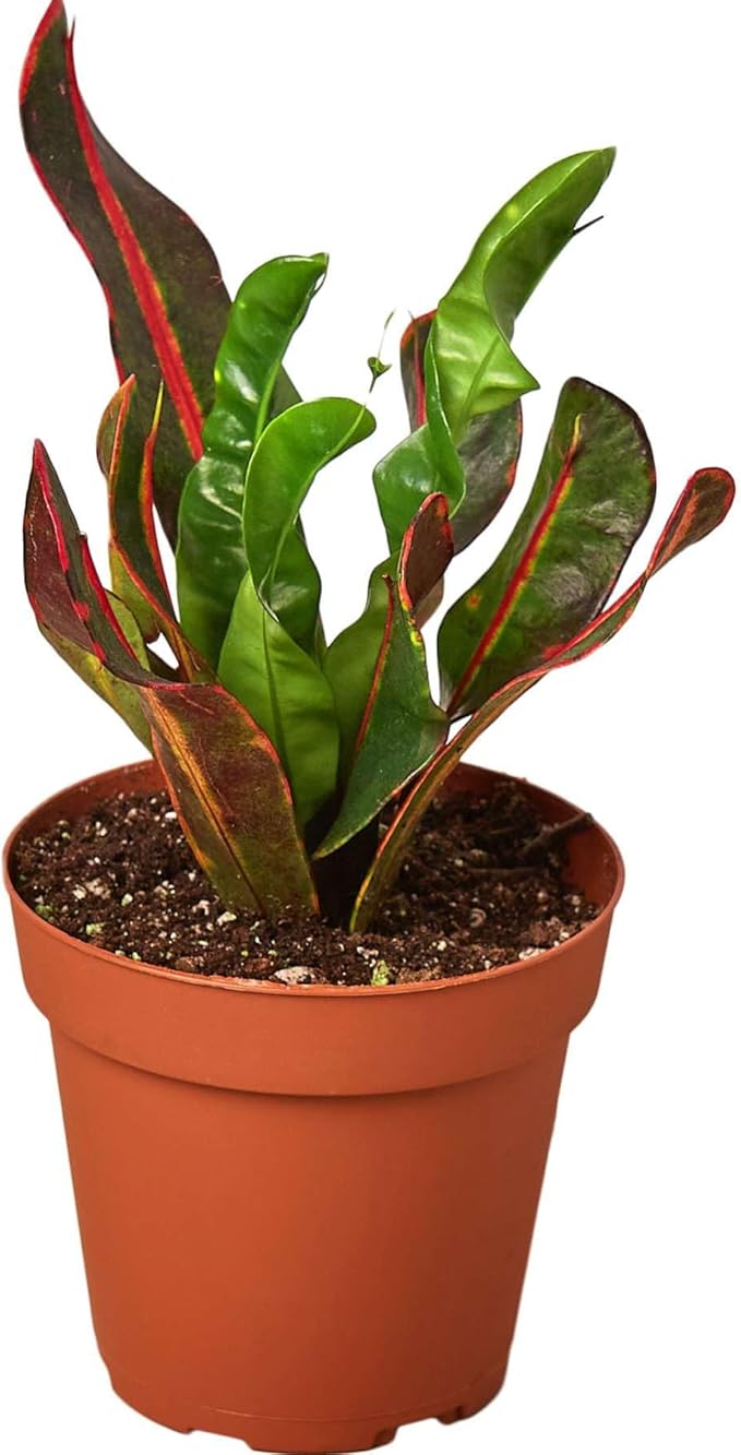 Croton Mammy Live Plant for Indoor | Different Houseplants in 4'' & 6'' Pot | Real House Plant for Living Room, Office, Desk & Bathroom | Codiaeum | Mammy