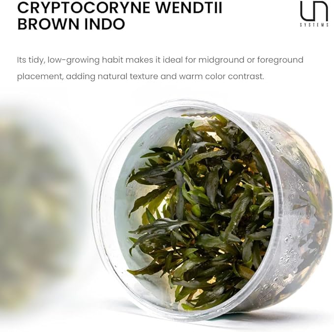 Ultum Nature Systems Cryptocoryne Wendtii Brown (Indonesian) Tissue Culture Live Plant for Aquarium, Freshwater Fish Tank, Aquascaping - 100% Snail Free in Vitro