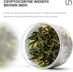 Ultum Nature Systems Cryptocoryne Wendtii Brown (Indonesian) Tissue Culture Live Plant for Aquarium, Freshwater Fish Tank, Aquascaping - 100% Snail Free in Vitro