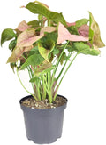 Syngonium Neon Robusta (6 inch) - Lucky Houseplants - 4/6 inch Unique Live Decorative Houseplants - Easy to Care Indoor Plants, Perfect for Office, Home & Feng Shui Decor