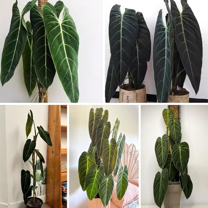 Melanochrysum Philodendron Plant Live, Rare Tropical Variegated Live Indoor Houseplant, Starter Plants No Pot, 5-9" in Tall