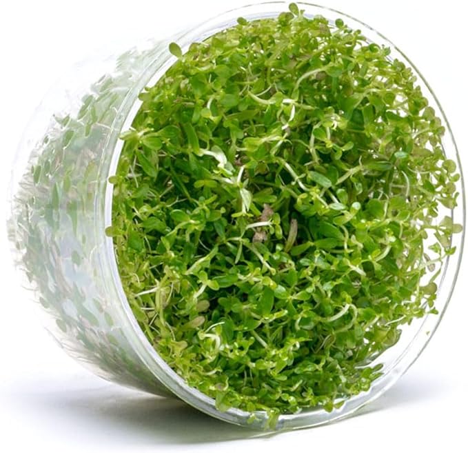 Ultum Nature Systems Rotala Macrandra Mini Red Stem Tissue Culture Live Plant for Aquarium, Aquascape, Freshwater Fish Tanks - 100% Snail Free in Vitro