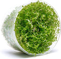Ultum Nature Systems Rotala Macrandra Mini Red Stem Tissue Culture Live Plant for Aquarium, Aquascape, Freshwater Fish Tanks - 100% Snail Free in Vitro