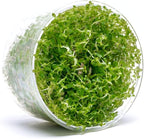 Ultum Nature Systems Rotala Macrandra Mini Red Stem Tissue Culture Live Plant for Aquarium, Aquascape, Freshwater Fish Tanks - 100% Snail Free in Vitro