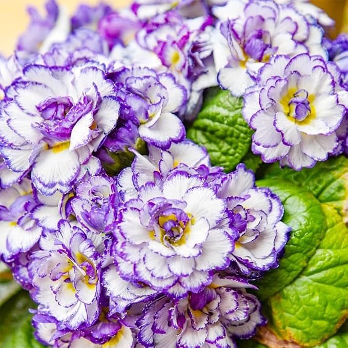 220+ Perennial Primrose Primula Seeds for Planting - Non-GMO Heirloom Plant Seeds Garden Outdoor
