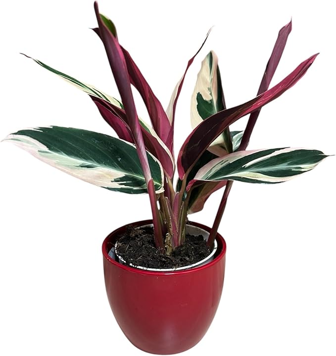 Live Plant Stromanthe Triostar, Pet-Friendly, Tricolor Prayer Plant, 12-16" Tall, Indoor Plant, Easy to Care, Rare Plant, 4.7 inch Decorative Pot (Red)