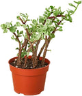 Succulent Portulacaria Rainbow Bush Live Plant for Indoor | Different Houseplants in 4'' & 6'' Pot | Real House Plant for Living Room, Office, Desk & Bathroom | Rainbow