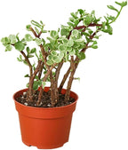 Succulent Portulacaria Rainbow Bush Live Plant for Indoor | Different Houseplants in 4'' & 6'' Pot | Real House Plant for Living Room, Office, Desk & Bathroom | Rainbow