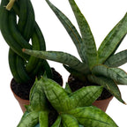 BubbleBlooms Sansevieria Snakeplant Variety Bundle, Braided cylindrica Dragon Fingers, Samurai Dwarf ehrenbergii, Cylindrical Starfish Snake Plant boncel