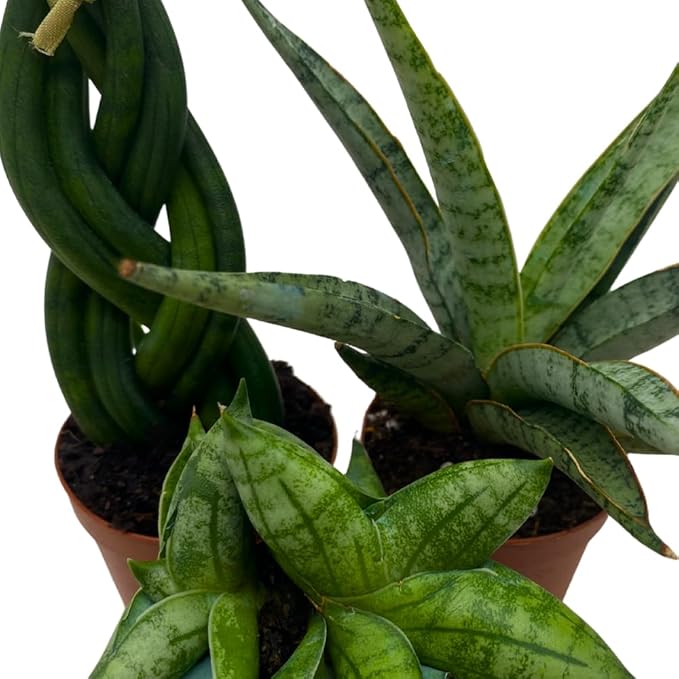 BubbleBlooms Sansevieria Snakeplant Variety Bundle, Braided cylindrica Dragon Fingers, Samurai Dwarf ehrenbergii, Cylindrical Starfish Snake Plant boncel
